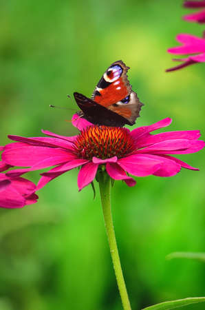 Beautiful summer flower scenery. Close up of a butterfly on a pink flower. Photo in shallow depth of field.の写真素材