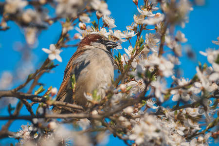 Spring fauna and flora. Common sparrow on tree branches.の写真素材
