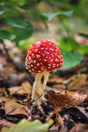 Red mushroom with white dots. Toadstool in a forest scenery. Photo in shallow depth of field.