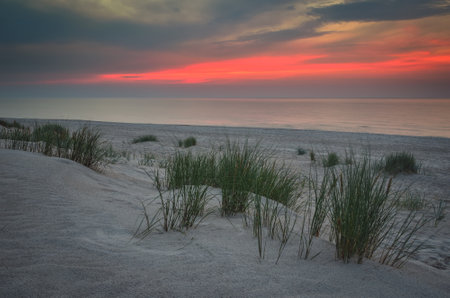 Sunset by the sea. Green grasses on the beach in Leba in Poland in the evening scenery.の写真素材