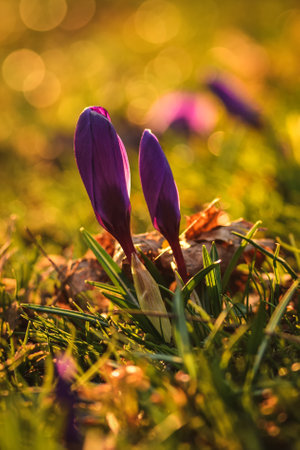 Colorful natural scene with flowers. Beautiful crocuses on a green glade to welcome spring. Photo in shallow depth of field.の写真素材