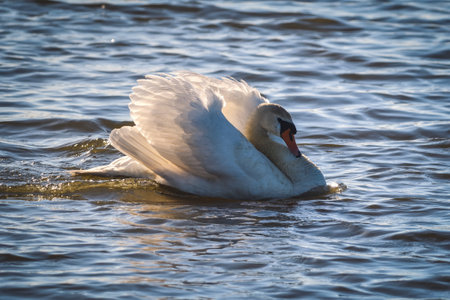 Phenomenal lake scene with animal. Swan swimming in the pond.の写真素材
