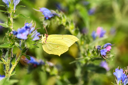 Beautiful summer flower scenery. Close up of a green butterfly on a flower. Photo in shallow depth of field.の写真素材