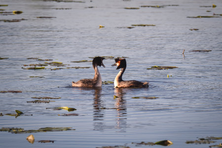 Phenomenal lake scene with animals. Pair of ducks with their beaks towards each other.の写真素材