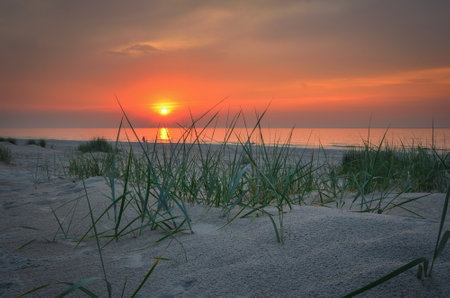 Sunset by the sea. Green grasses on the beach in Leba in Poland in the evening scenery.の写真素材