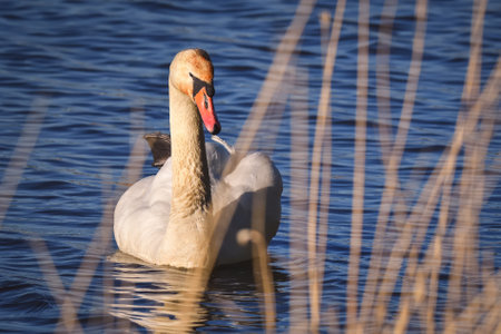 Phenomenal lake scene with animal. Swan swimming in the pond.の写真素材