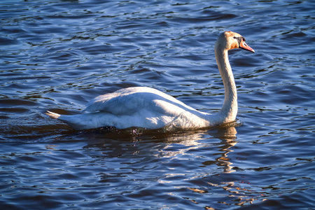 Phenomenal lake scene with animal. Swan swimming in the pond.の写真素材