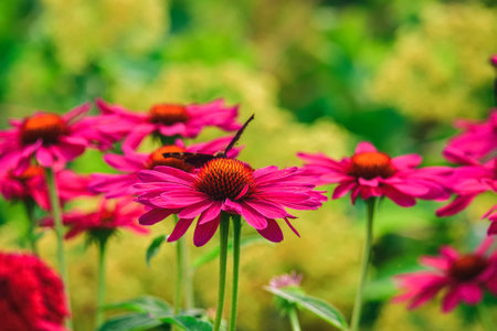 Beautiful floral background concept. Butterfly on pink flowers among greenery. Photo with a shallow depth of field.の写真素材