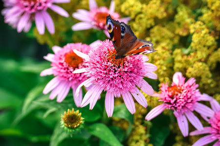 Beautiful summer flower scenery. Close up of a butterfly on a pink flower. Photo in shallow depth of field.の写真素材