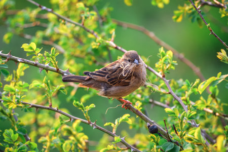 Spring fauna and flora. Common sparrow on tree branches.の写真素材