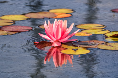Beautiful pink flower in the pond. Water lily in the botanical garden. Photo in shallow depth of field.の写真素材
