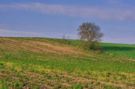 Beautiful spring green landscape. Lonely tree in the meadows and hills of Ponidzie in Poland.の写真素材
