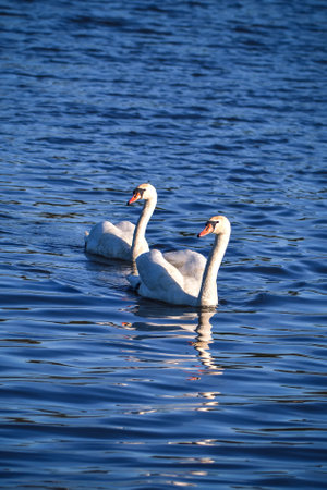 Phenomenal lake scene with animals. Swans swimming in the pond. Photo in shallow depth of field.の写真素材