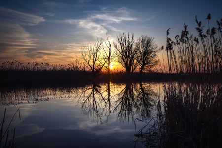 Beautiful summer landscape. Dry tree and grass reflecting in the river.の写真素材
