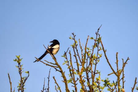 Bird in a spring scenery. Magpie on tree branches with blue sky in the background.の写真素材
