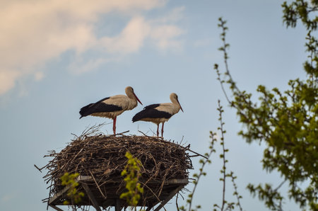 Early spring scene. Storks in a nest with a blue sky in the background.の写真素材