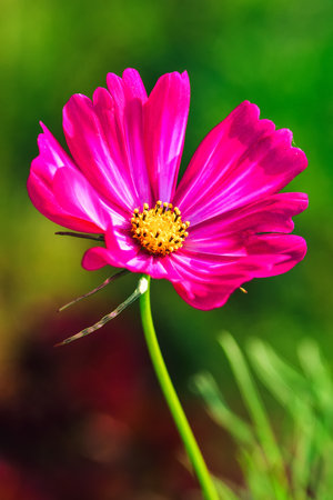 Lonely pink flower on a green blurry background. Cosmos flower in green grass. Photo in shallow depth of field.の写真素材
