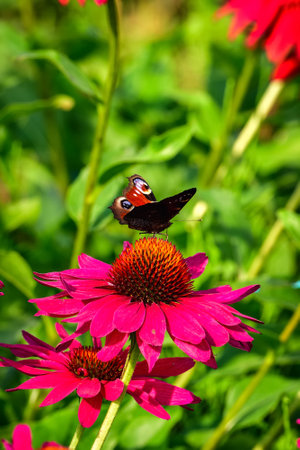 Beautiful summer flower scenery. Close up of a butterfly on a pink flower. Photo in shallow depth of field.の写真素材