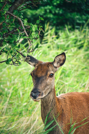 Beautiful animal head portrait on a green background. Lonely deer on a background of green blurred grass.の写真素材