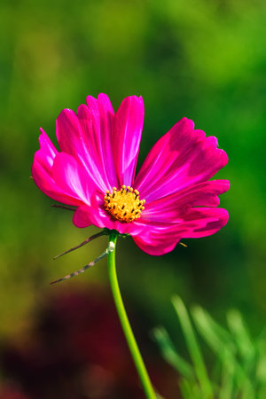 Lonely pink flower on a green blurry background. Cosmos flower in green grass. Photo in shallow depth of field.の写真素材
