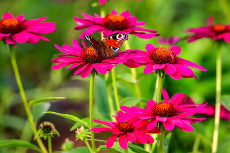 Beautiful summer flower scenery. Close up of a butterfly on a pink flower. Photo in shallow depth of field.の写真素材