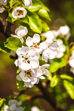 Beautiful white summer flowers. Blooming apple trees in daylight. Photo with a shallow depth of field.の写真素材