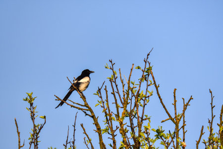Bird in a spring scenery. Magpie on tree branches with blue sky in the background.の写真素材