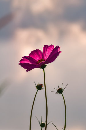 Lonely pink flower on a blue sky. Cosmos flower in a cloudy background. Photo in shallow depth of field.の写真素材