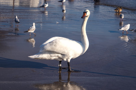 Beautiful white birds over the sea water. Cute swans on the beach in Gdynia, Poland.の写真素材