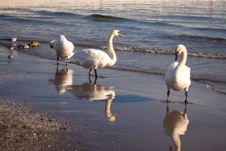 Beautiful white birds over the sea water. Cute swans on the beach in Gdynia, Poland.の写真素材