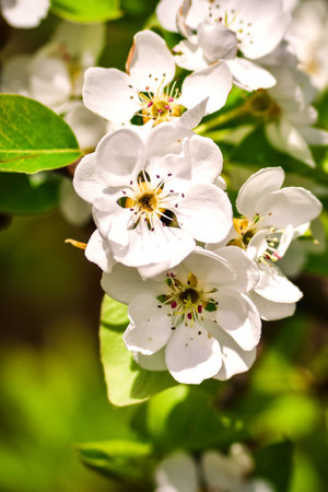 Beautiful white summer flowers. Blooming apple trees in daylight. Photo with a shallow depth of field.の写真素材