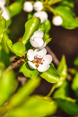 Beautiful white summer flowers. Blooming apple trees in daylight. Photo with a shallow depth of field.の写真素材