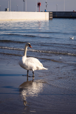 Beautiful white birds over the sea water. Cute swans on the beach in Gdynia, Poland.の写真素材