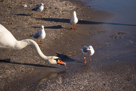 Beautiful white birds over the sea water. Cute swans on the beach in Gdynia, Poland.の写真素材