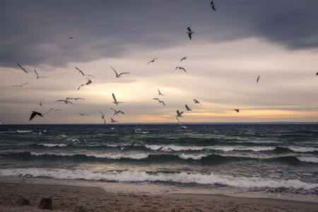 Winter cloudy seaside landscape. Birds against the background of the Baltic Sea. Photo taken in Gdynia, Poland.の写真素材