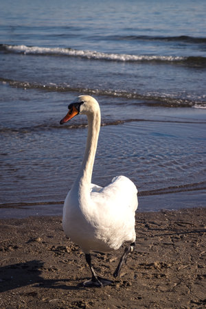 Beautiful white birds over the sea water. Cute swans on the beach in Gdynia, Poland.の写真素材