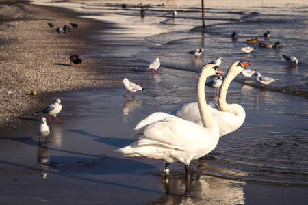 Beautiful white birds over the sea water. Cute swans on the beach in Gdynia, Poland.の写真素材