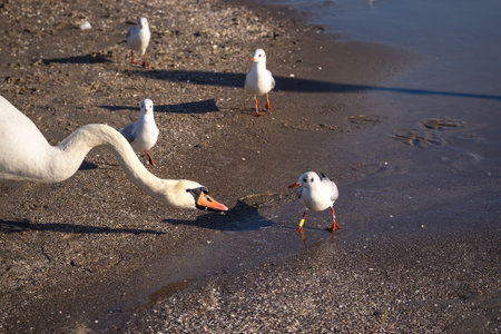 Beautiful white birds over the sea water. Cute swans on the beach in Gdynia, Poland.の写真素材