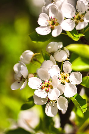Beautiful white summer flowers. Blooming apple trees in daylight. Photo with a shallow depth of field.の写真素材