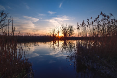 Beautiful summer evening landscape. Dry tree and grass reflecting in the river. Photo taken in Pinczow, Poland.の写真素材