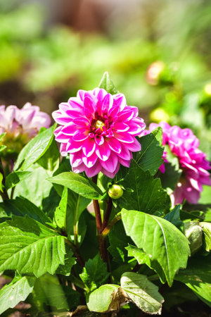 Pink flower on a green blurred background. Blooming dahlia flower in the garden. Photo with a shallow depth of field.の写真素材