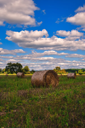 Beautiful summer rural landscape. Hay in a field with a blue sky in the background.の写真素材