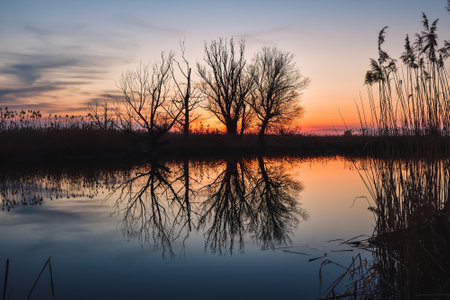 Beautiful summer evening landscape. Dry tree and grass reflecting in the river. Photo taken in Pinczow, Poland.の写真素材