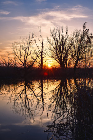 Beautiful summer evening landscape. Dry tree and grass reflecting in the river. Photo taken in Pinczow, Poland.の写真素材