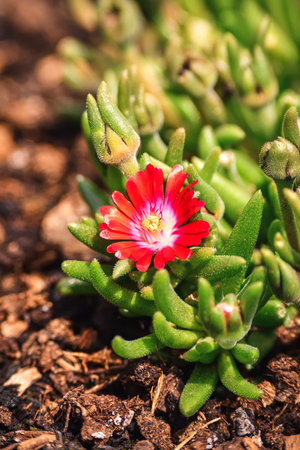 Red flower on a green blurred background. Blooming sunflower in the garden. Photo with a shallow depth of field.の写真素材