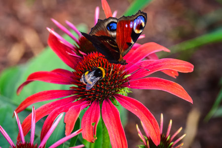 Beautiful summer flower scenery. Close up of a butterfly and bee on a red flower. Photo in shallow depth of field.の写真素材