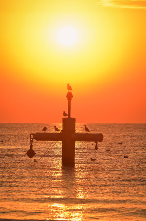 Summer morning seaside landscape. Sun and birds over the Baltic Sea. Photo taken on the beach in Gdynia, Poland.の写真素材