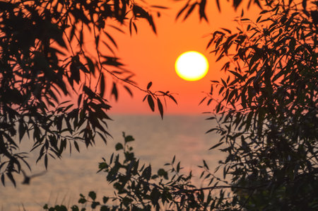 Beautiful sunrise among the green leaves of trees. Morning with the sun over the sea as a background concept. Photo with a shallow depth of field.の写真素材