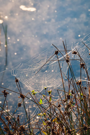 Damp crisp summer morning. Spider web among green grass. Photo with a shallow depth of field with an abstract effect.の写真素材
