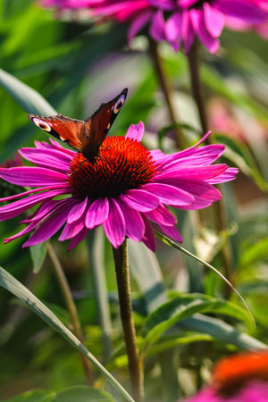 Beautiful summer flower scenery. Close up of a butterfly on a pink flower. Photo in shallow depth of field.の写真素材
